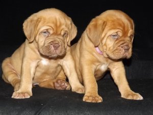Stunning kc Dogue De Bordeaux Puppies For Sale